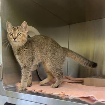 Marvina -  Abyssinian and Domestic Short Hair Cat for Adoption in Burlington, Ontario - Marvina | PetCurious