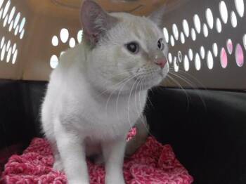 ERIDANI -  Domestic Short Hair Cat Available for Adoption in Omaha, Nebraska - ERIDANI | PetCurious