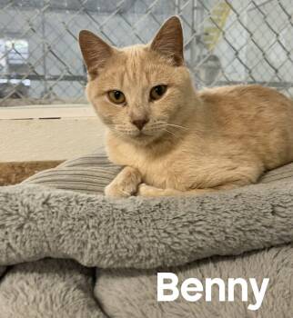 Benny -  American Shorthair Cat for Adoption in Quincy, Michigan - Benny | PetCurious