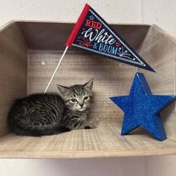Rescue Domestic Short Hair Cats for Adoption in Madison, Wisconsin - Elton | PetCurious