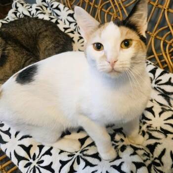 Domestic Short Hair Cats Available for Adoption in Brighton, New York - Evangeline | PetCurious
