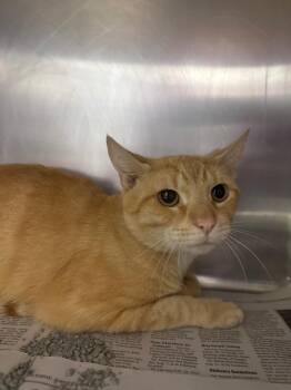 Garfield -  Domestic Short Hair Cat for Adoption in Belton, Texas - Garfield | PetCurious