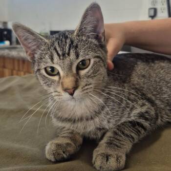 Dumpling -  Domestic Short Hair Cat for Adoption in Santa Ana, California - Dumpling | PetCurious
