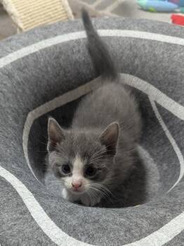 Tuxedo Cats Available for Adoption in Sardinia, Ohio - POSSUM | PetCurious