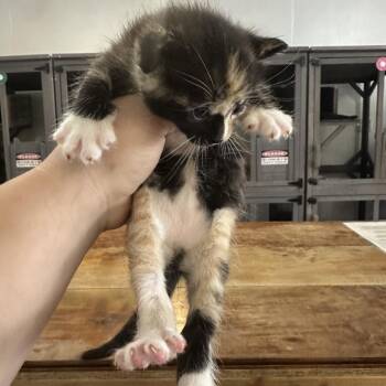 Katara -  Domestic Short Hair Cat for Adoption in Newberg, Oregon - Katara | PetCurious