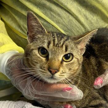 Domestic Short Hair Cats Available for Adoption - Nautica | PetCurious