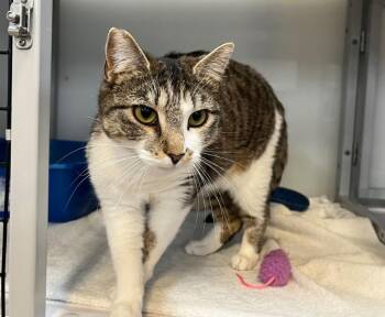 Domestic Short Hair Cats Available for Adoption in Raleigh, North Carolina - Cool Whip | PetCurious