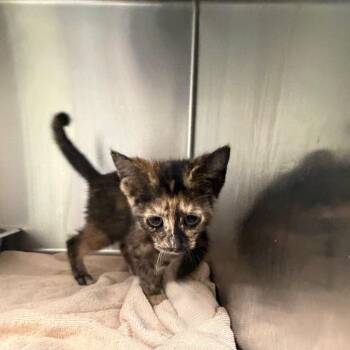 Phoebe -  Domestic Short Hair Cat for Adoption in Columbus, Georgia - Phoebe | PetCurious