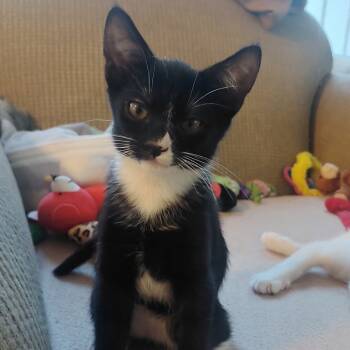 Rescue Domestic Short Hair Cats for Adoption in Los Angeles, California - Nola Cerullia | PetCurious