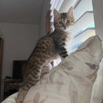 Pesto -  Domestic Short Hair Cat for Adoption in Lakewood, California - Pesto | PetCurious