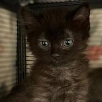 Brie -  Domestic Long Hair Cat for Adoption in Ocean Isle Beach, North Carolina - Brie | PetCurious