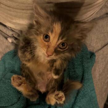 Tuna -  Domestic Long Hair Cat for Adoption in La Grange, Kentucky - Tuna | PetCurious