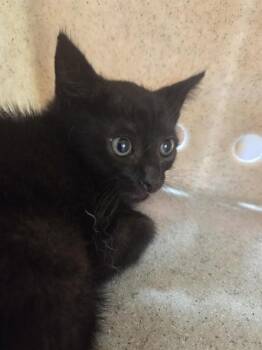 JYNX -  Domestic Short Hair Cat for Adoption in Louisville, Kentucky - JYNX | PetCurious