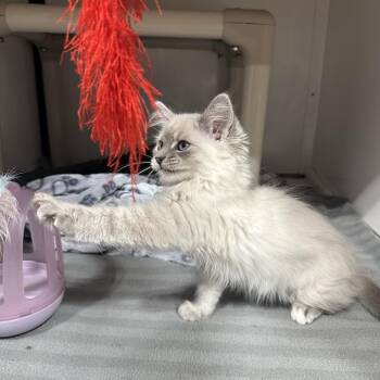 Blue Jeans -  Domestic Short Hair Cat for Adoption in Puslinch, Ontario - Blue Jeans | PetCurious