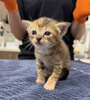 PEPA -  Domestic Short Hair Cat for Adoption in Baytown, Texas - PEPA | PetCurious