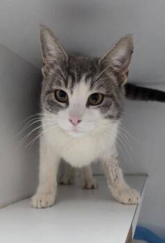Rizzle -  Domestic Short Hair Cat for Adoption in Houston, Texas - Rizzle | PetCurious
