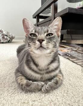 Domestic Short Hair Cats Available for Adoption in Telford, Pennsylvania - Manny (Wobbles) (Crest View Crew) | PetCurious