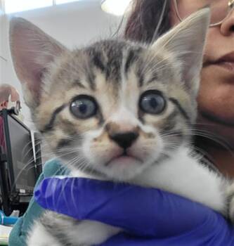 Rescue Domestic Short Hair Cats for Adoption in Dallas, Texas - CALLIOPE | PetCurious