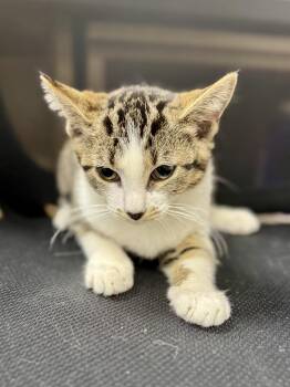 Aqua -  Domestic Short Hair Cat for Adoption in Midland, Michigan - Aqua | PetCurious