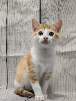 Sweet Potato -  Domestic Short Hair Cat for Adoption in Chesapeake Beach, Maryland - Sweet Potato | PetCurious