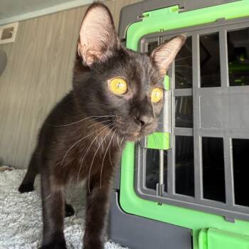 Joan -  Domestic Short Hair Cat for Adoption in Casa Grande, Arizona - Joan | PetCurious