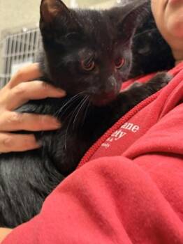 Domestic Short Hair Cats Available for Adoption in Memphis, Tennessee - Gingerbread | PetCurious