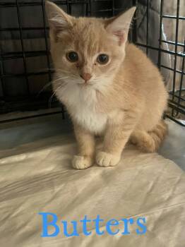 Rescue Domestic Short Hair Cats for Adoption in Caseville, Michigan - Butters | PetCurious