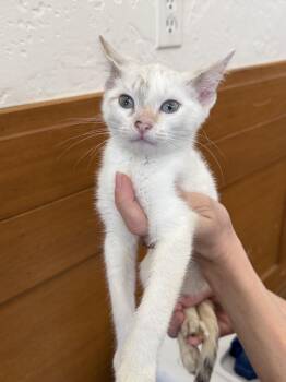 Whimsy ( CG) -  Siamese Cat for Adoption in Napa, California - Whimsy ( CG) | PetCurious