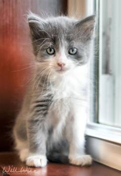 Roony -  Domestic Medium Hair Cat for Adoption in Monroe, Georgia - Roony | PetCurious