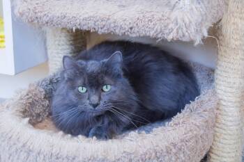 Domestic Long Hair and Russian Blue Cats Available for Adoption - Winnie | PetCurious