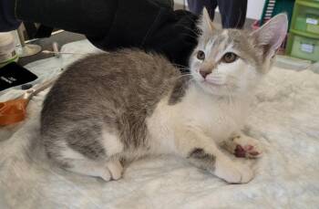 Wilma (aka Phoebe) -  Domestic Short Hair Cat for Adoption in Grand Rapids, Minnesota - Wilma (aka Phoebe) | PetCurious