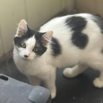 Domestic Medium Hair Cats Available for Adoption - Snowbelle | PetCurious