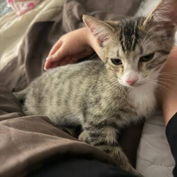 Wicked -  Domestic Short Hair Cat for Adoption in Philadelphia, Pennsylvania - Wicked | PetCurious
