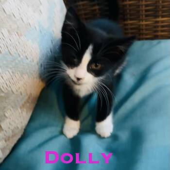 Dolly -  Domestic Short Hair Cat for Adoption in Edwardsville, Illinois - Dolly | PetCurious