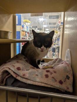 Snowshoe Cats Available for Adoption in Rowlett, Texas - Mikasa | PetCurious