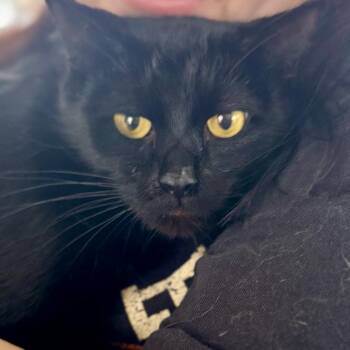 Raven -  Domestic Short Hair Cat for Adoption in Chapel Hill, North Carolina - Raven | PetCurious
