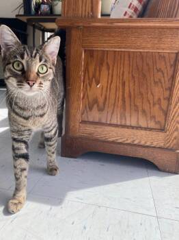 Ariel -  Domestic Short Hair Cat for Adoption in Moriarty, New Mexico - Ariel | PetCurious