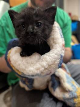 Apollo -  Domestic Short Hair Cat for Adoption in Vacaville, California - Apollo | PetCurious