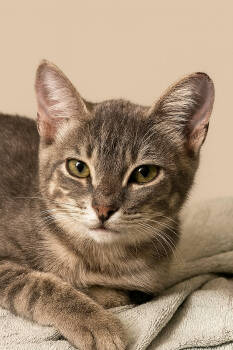 Rescue Tabby and Domestic Short Hair Cats for Adoption in Pineville, Louisiana - Nikki | PetCurious