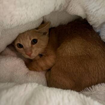 Simba -  Domestic Short Hair Cat for Adoption in Sarasota, Florida - Simba | PetCurious