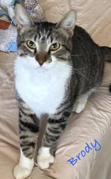 Domestic Short Hair Cats Available for Adoption - Brody | PetCurious