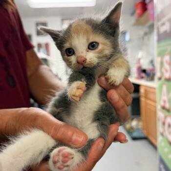 Winika -  Domestic Short Hair Cat for Adoption in Trenton, New Jersey - Winika | PetCurious