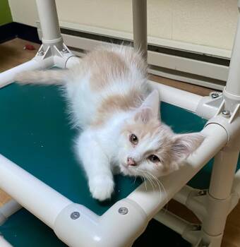 Barbecue -  Domestic Long Hair Cat for Adoption in Fargo, North Dakota - Barbecue | PetCurious
