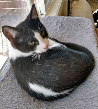 Rescue Domestic Short Hair Cats for Adoption in Klamath Falls, Oregon - Skunk | PetCurious