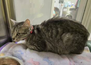 Domestic Short Hair Cats Available for Adoption in Dickson, Tennessee - Cherry | PetCurious