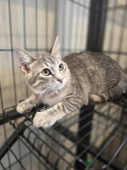 Colby     GFRCC -  Domestic Short Hair Cat for Adoption in Metamora, Illinois - Colby     GFRCC | PetCurious