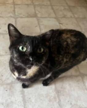 Rescue Domestic Short Hair Cats for Adoption in Fort Worth, Texas - Tori (pre-adopt) | PetCurious