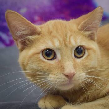 Rescue Tabby and Domestic Short Hair Cats for Adoption in Huntley, Illinois - Rain | PetCurious