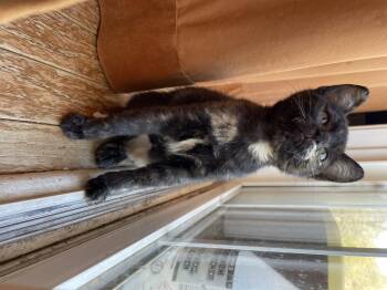 Rescue Domestic Short Hair Cats for Adoption in Seneca, South Carolina - Roz | PetCurious