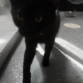 Hershey -  Domestic Short Hair Cat for Adoption in Grinnell, Iowa - Hershey | PetCurious